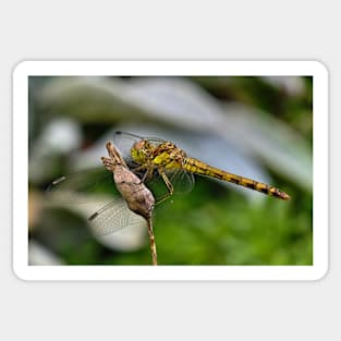 Dragonfly Sticker